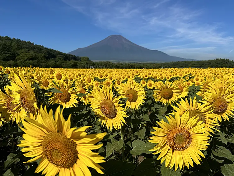 山中湖 花の都公園